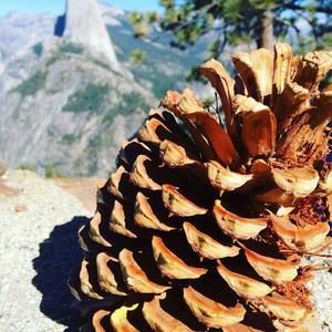 Meet your Posher, Sybil